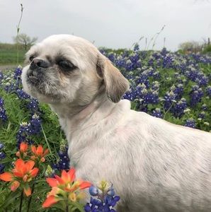 Meet your Posher, Monica